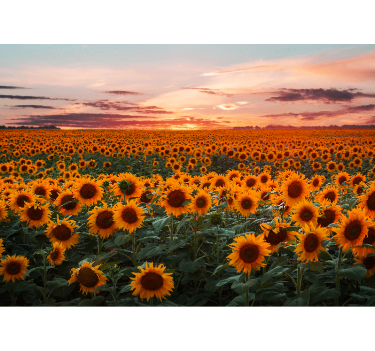 Rollo wohnzimmer sonnenblumen sonnenuntergang - TenStickers