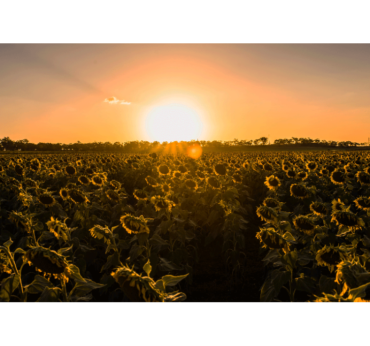 Rollo wohnzimmer sonnenblumenfeld sonnenaufgang - TenStickers
