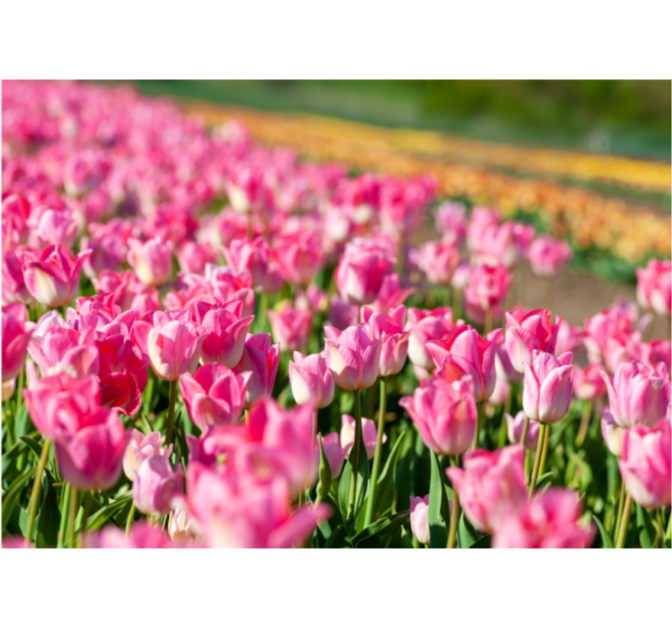 Rollo wohnzimmer tulpenfeld - TenStickers