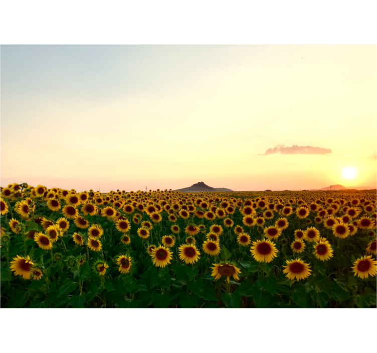 Rollo wohnzimmer mit spektakulärem blumenlandschaft - TenStickers