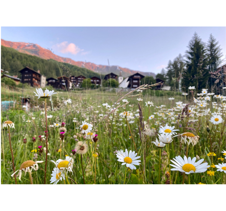 Rollo wohnzimmer blumenlandschaft im dorf - TenStickers