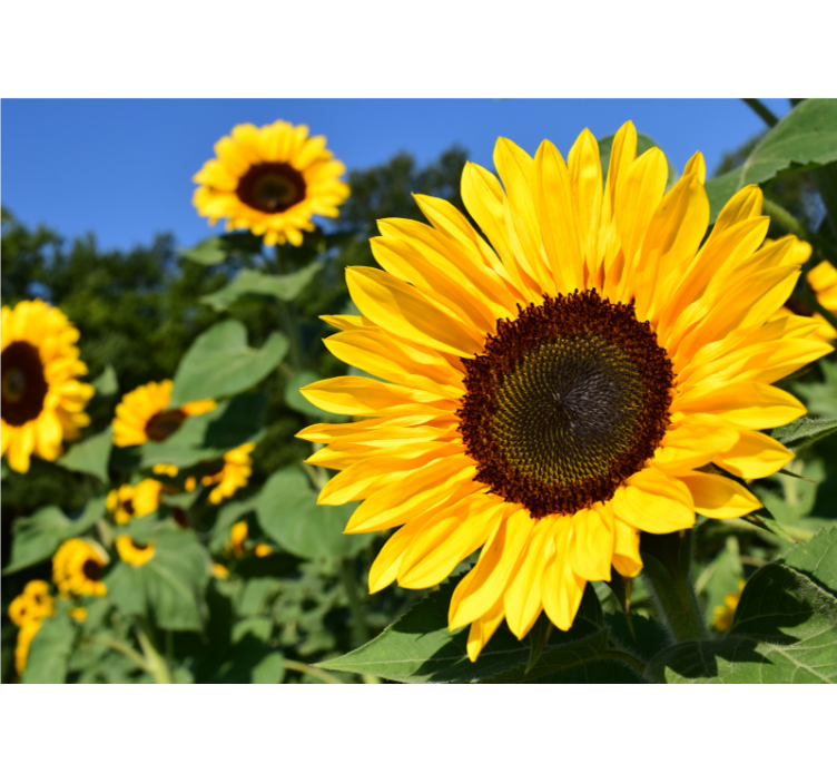 Rollo wohnzimmer mit schönem sonnenblumen-motiv - TenStickers