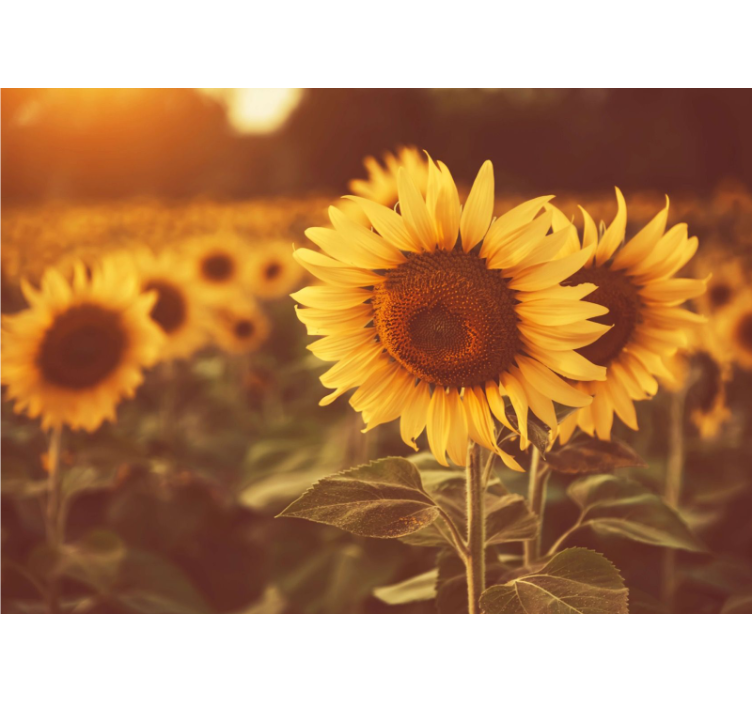 Rollo wohnzimmer romantisches sonnenblumenfeld - TenStickers