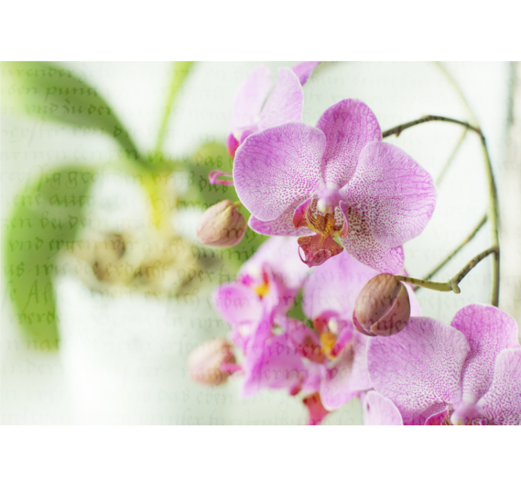 Rollo wohnzimmer orchidee mit text - TenStickers