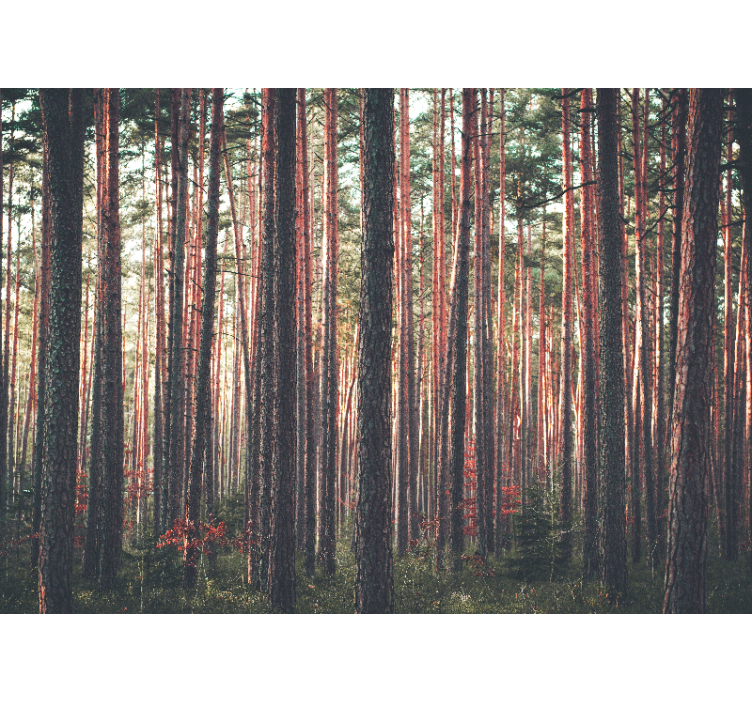 Rollo wohnzimmer landschaft mit tiefen waldbaumern - TenStickers