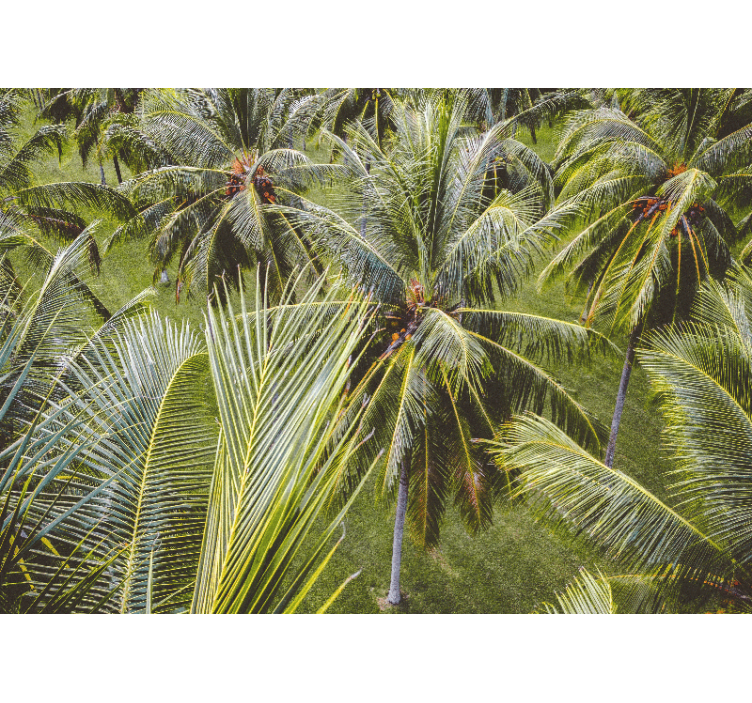 Rollo wohnzimmer grünes palmenwald landschaft - TenStickers