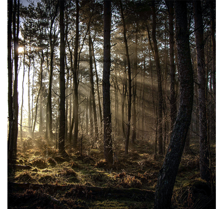 Rollo wohnzimmer sonnenaufgang im wald - TenStickers