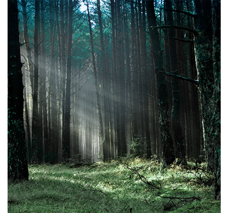 Rollo wohnzimmer natur blaue nebelwald - TenStickers