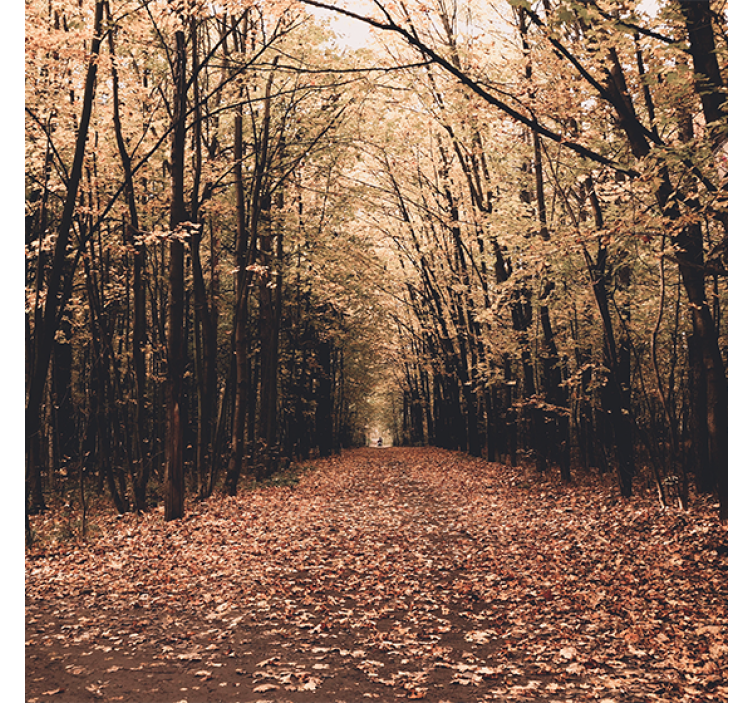 Rollo wohnzimmer schöner wald im herbst - TenStickers