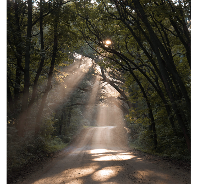Rollo wohnzimmer naturweg im wald - TenStickers