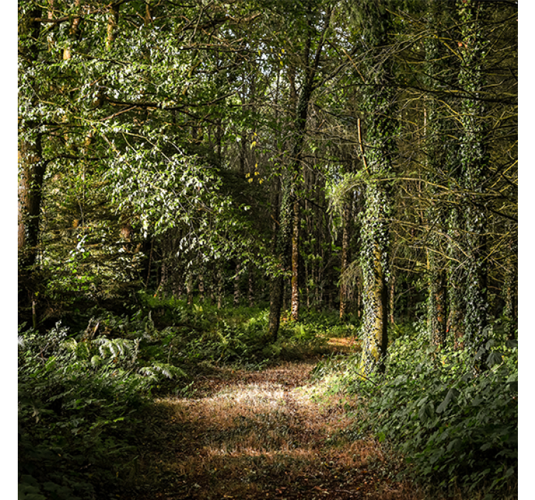 Rollo wohnzimmer blattweg im wald - TenStickers