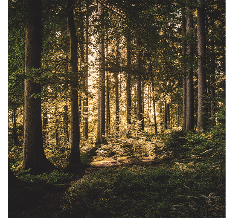 Rollo wohnzimmer natur mittagswald - TenStickers