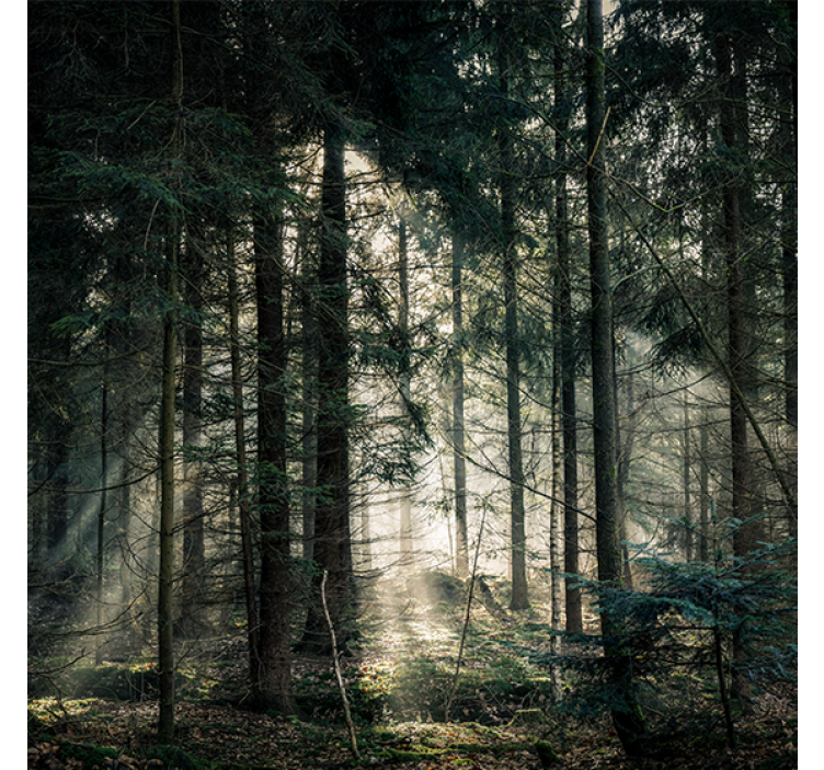 Rollo wohnzimmer naturwald in dunklen tönen tagsüber - TenStickers