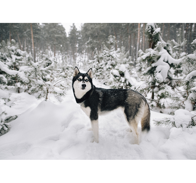 Rollo fenster weiß winterwald und husky hund - TenStickers