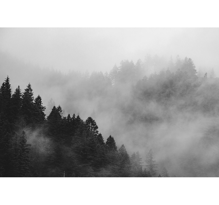 Rollo fenster grau schwarz-weiß nebelwald - TenStickers