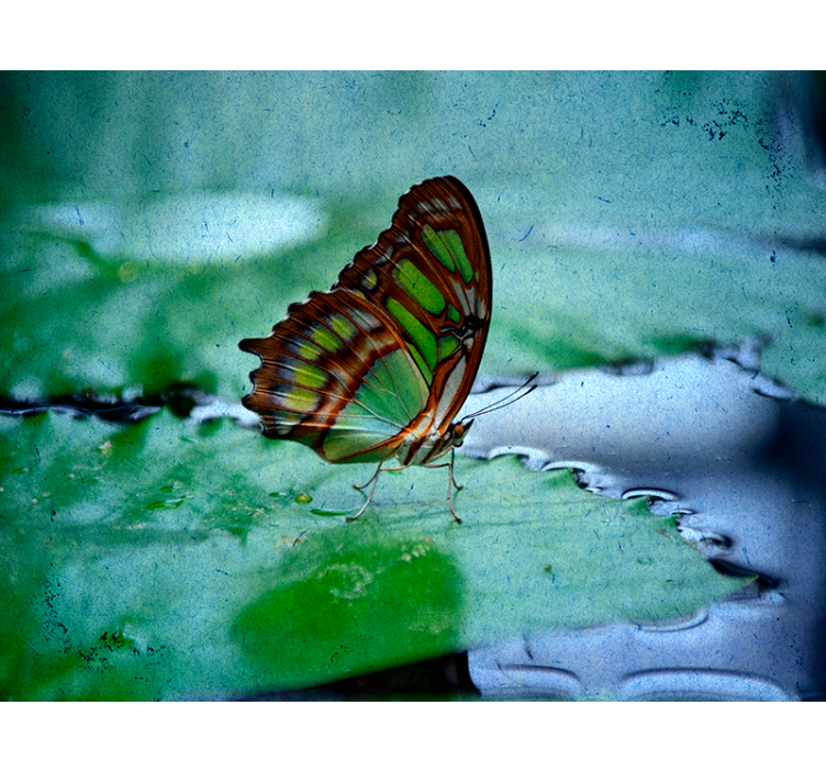 Wasser Schmetterling Rollo - TenStickers