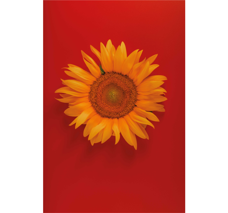 Rollo mit Blumen Rot-orange sonnenblume - TenStickers