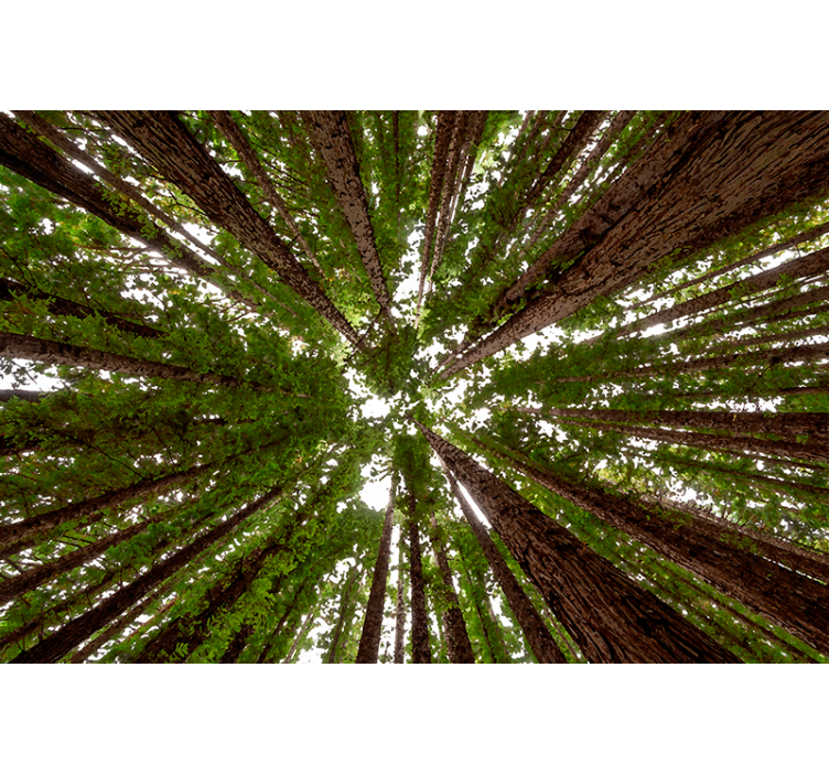 Rollo Fenster Baum hohes baldachin-design - TenStickers