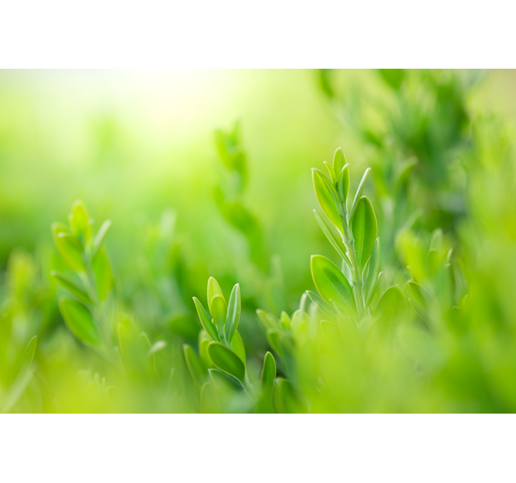 Rollo Fenster Blumen und Pflanzen üppiges grünbild - TenStickers