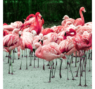 Rollo wohnzimmer mit schönen flamingos im wasser - TenStickers