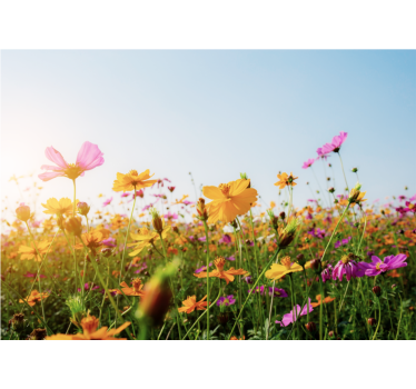Rollo wohnzimmer mit blumenmischung - TenStickers