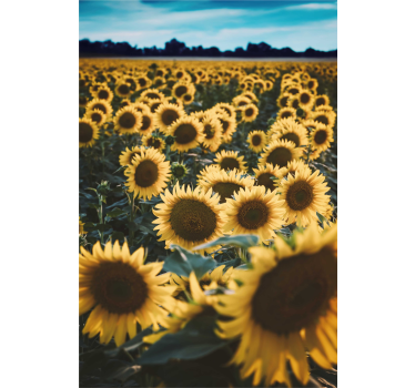 Blumen Rollo Sonnenblumenfeld - TenStickers