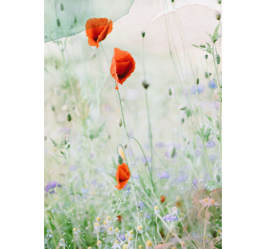 Blumen Rollo Fenster Verwischte rote mohnblumen - TenStickers