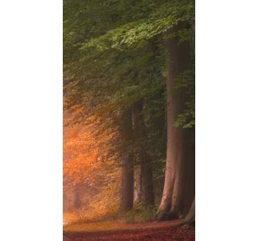 Rollo originell Tiefer fantastischer wald - TenStickers