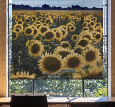 Blumen Rollo Sonnenblumenfeld - TenStickers