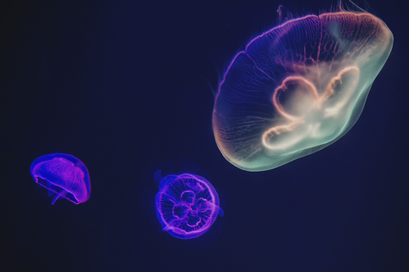 Tischset mit namen bunte quallenmotivik - TenStickers