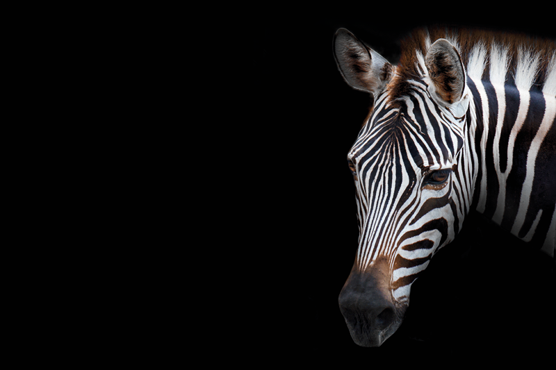 Tischsets originell zebra kopf nahaufnahme - TenStickers