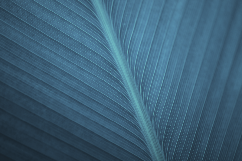 Platzdeckchen modern großes blaugraues Blatt - TenStickers