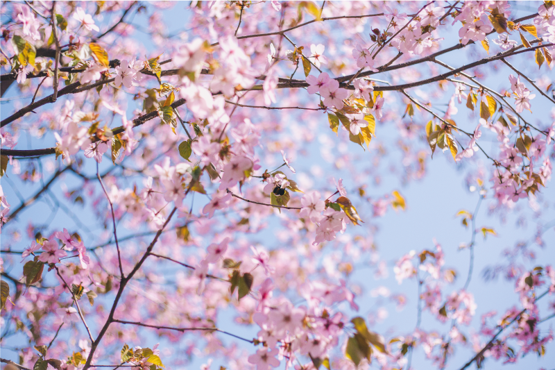 Tischset textur blühende kirschblüten - TenStickers