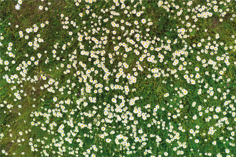 Tischset textur mit frischem blumenmuster - TenStickers