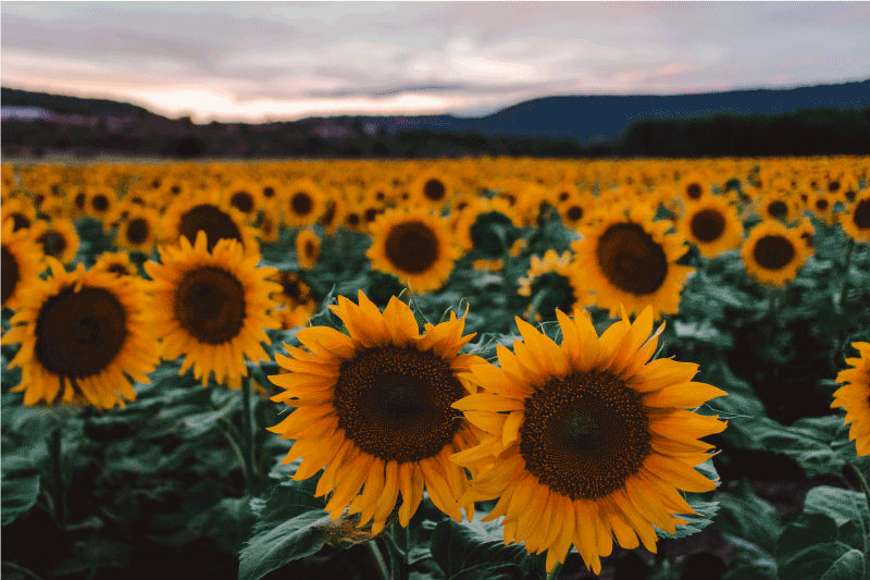 Tischsets originell sonnenblumenfeld ansicht - TenStickers