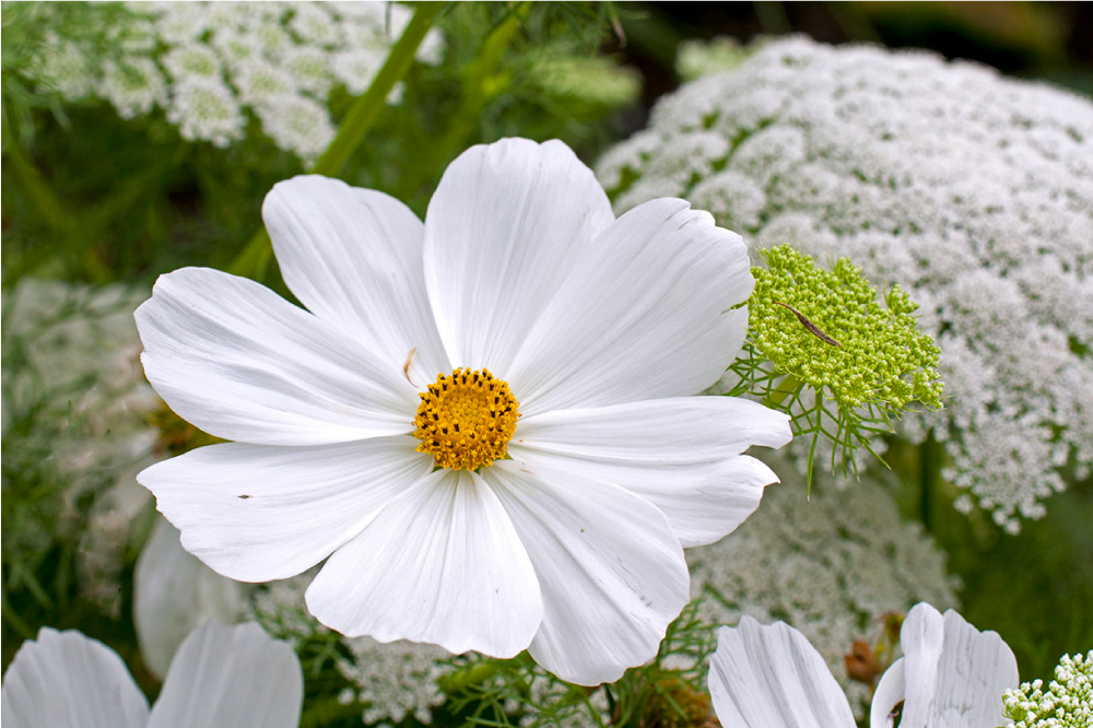 Tischsets originell in elegantem weißen blütendesign - TenStickers