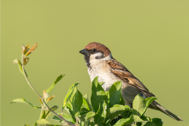Tischset modern vogel auf grün - TenStickers