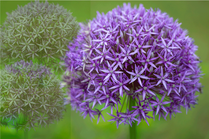 Tischset textur mit lebhaften lila blumen - TenStickers