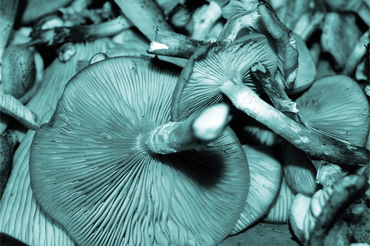 Tischset textur pilznahaufnahme - TenStickers