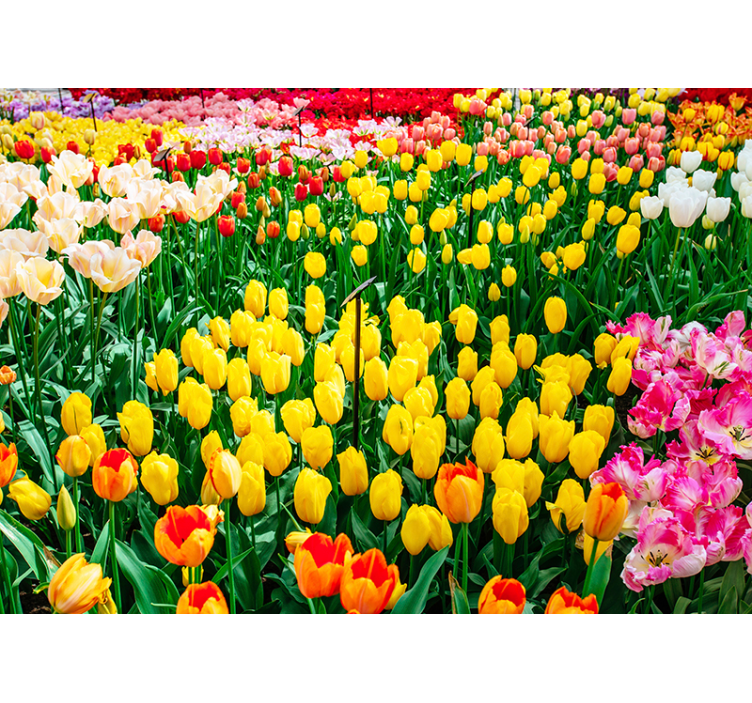 Farbige Tulpen Blumen Fototapete - TenStickers