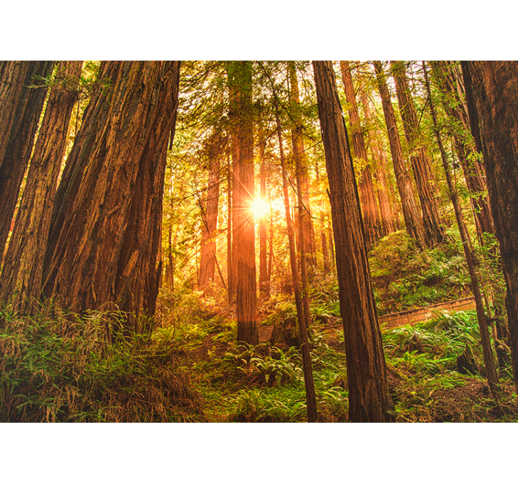 Mystischer Morgen Wald Wandtapete - TenStickers