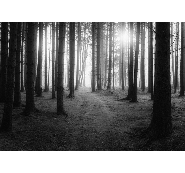 Fototapete Wald zauberwald - TenStickers