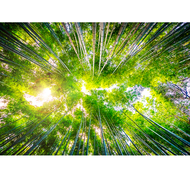 Fototapete Wohnzimmer bambus-baldachin über kopf - TenStickers