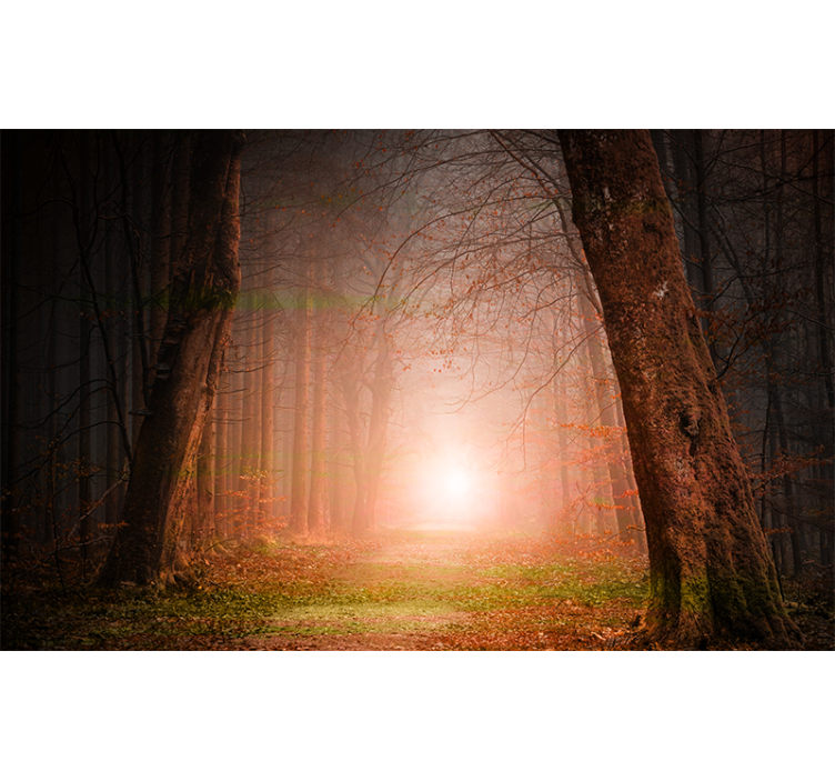 Fototapete Wald geheimnisvoller waldweg - TenStickers