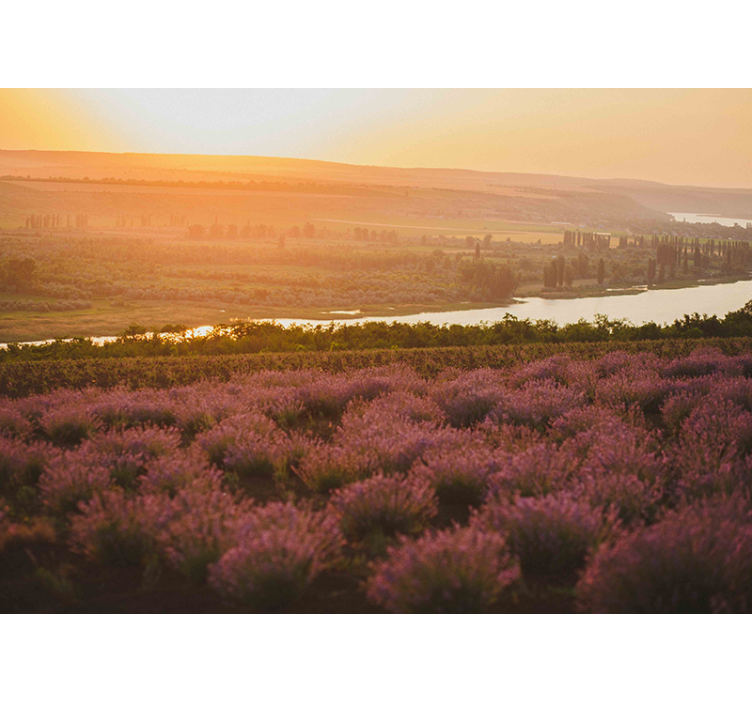Fototapete Blumen lavendel sonnenuntergang landschaft - TenStickers
