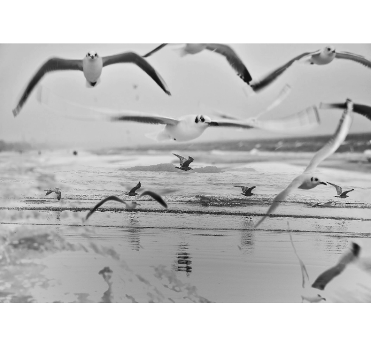 Fototapete tiere möwen über dem ozean - TenStickers