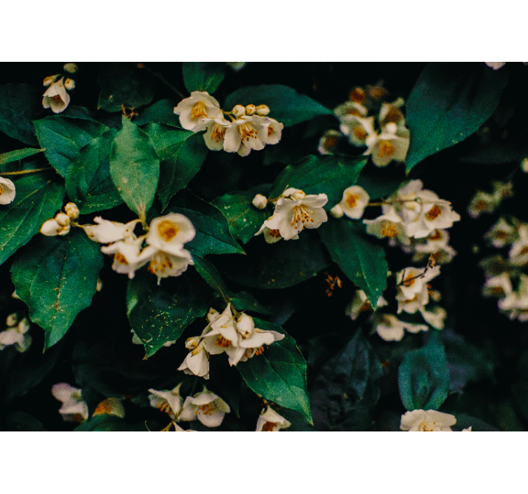 Fototapete blumen zarte weiße blüten - TenStickers