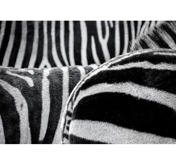 Fototapete Tiere realistische zebrastreifen - TenStickers