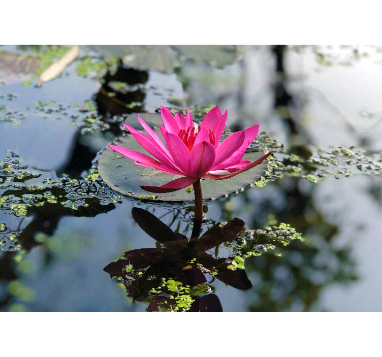 Fototapete Mohnblumen eleganter rosa lotus - TenStickers