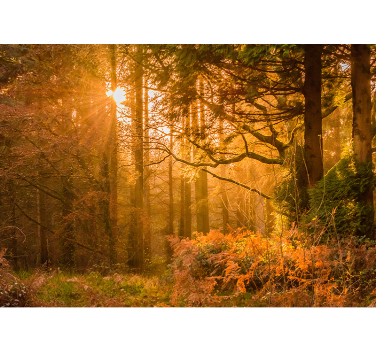Fototapete Natur beleuchtete waldlandschaft - TenStickers